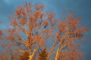 arbre bel arbre - Photo - raymond jose