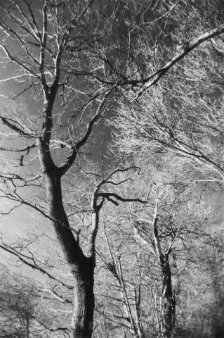 Branchages pointant vers un ciel obscur - Photo - Renatus