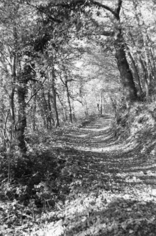 Ombrages d'un chemin forestier - Photo - Renatus