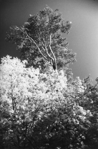 Clair-obscur sur un feuillage - Photo - Renatus