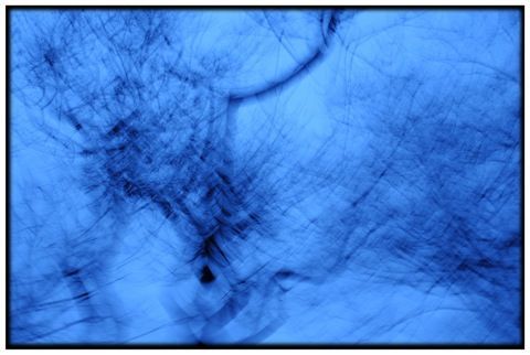 Arbres bleus - Photo - Dominique Lefevre