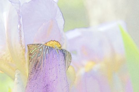 Iris - Art numerique - Herve Belhaire