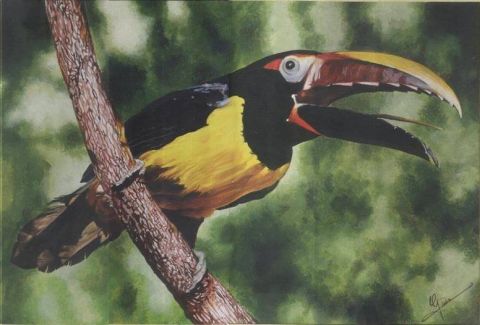 Aracari vert - Peinture - Gines