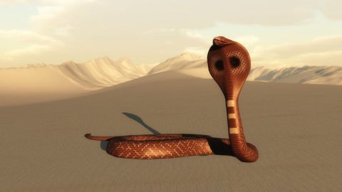 Serpent des sables - Art numerique - Cactus42