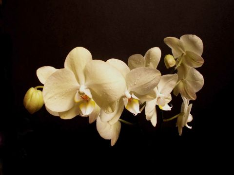 GRAPPE - Photo - JYHEL