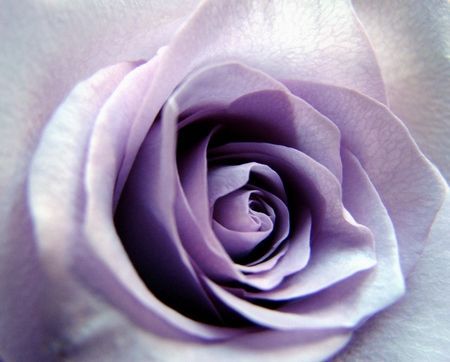 Coeur mauve - Photo - SYRIELLE