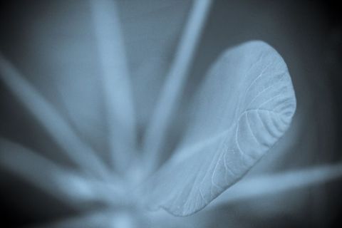 Bleu - Photo - jean-francois dupuis