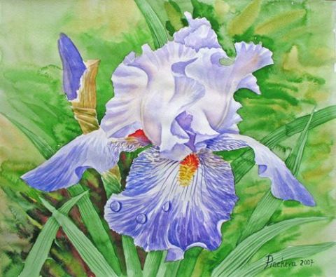Iris Drops of Dew - Peinture - Piacheva Natalia
