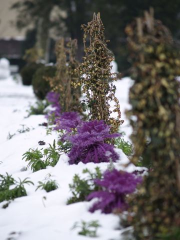 Chou fleur de neige  - Photo - olympia