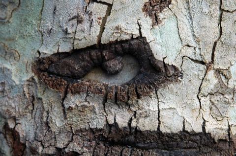 Regard d'arbre - Photo - Ginette BRUNEL