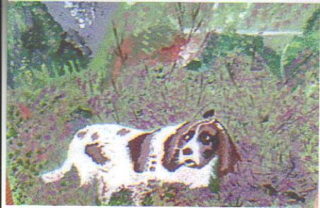 chien de chasse - Peinture - jeanninemarie