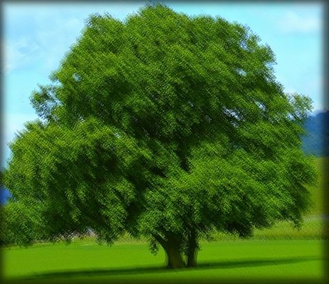 arbre - Photo - ml