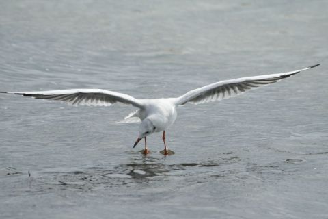 Deploiement de la mouette - Photo - Canyon