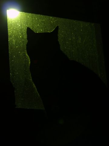 Chat de nuit  - Photo - olympia
