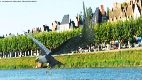 L'aigle de Gien - Art numerique - Cactus42