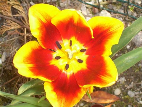 L'artiste coccinelle - tulipe