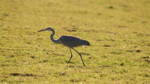 Heron perdu - Photo - olympia