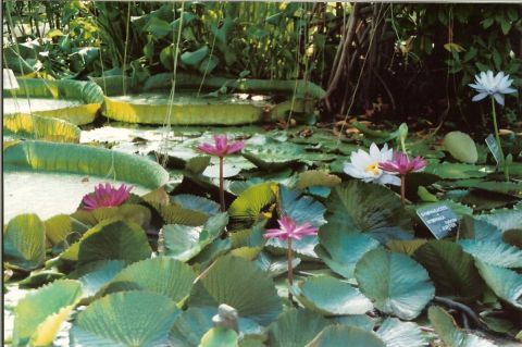 Jardin de nenuphars - Photo - KALLAHAN