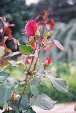 Les roses du Parc de la Tete d'Or a Lyon  1 - Photo - KALLAHAN