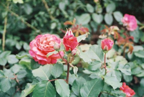Les roses du Parc de la Tete d'Or a Lyon 4 - Photo - KALLAHAN
