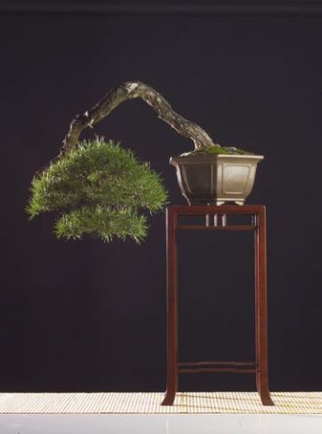 Pinus sylvestris - Autre - Bonsai-Sui