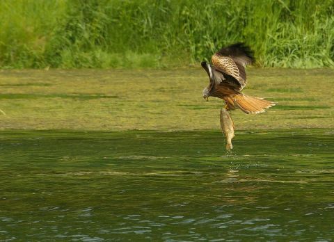 partie de peche du milan royal - Photo - universpapillons