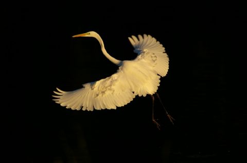 grande aigrette  - Photo - universpapillons