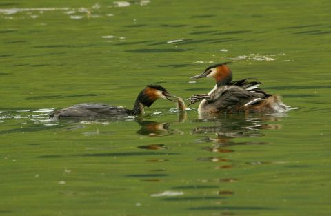 couple de grebes huppes et leur petit - 7ieme au concours Nature Art'Mony de  - Photo - universpapillons