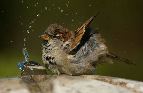 moineau dmestique au bain  - Photo - universpapillons