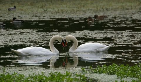 cygnes  - Photo - universpapillons