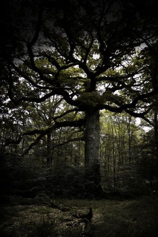 L'artiste kardolan - Le vieil arbre