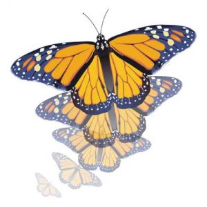Voir cette oeuvre de Franck25: Papillons