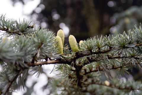 F8 00075_1 Arbre Nature - Photo - JHE