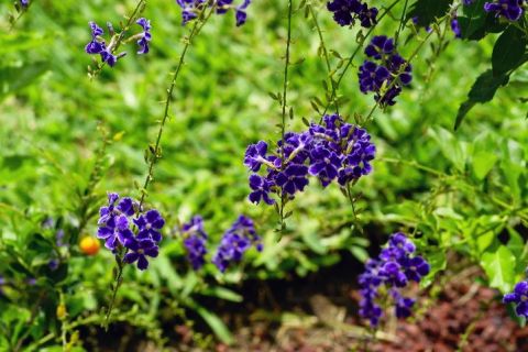 F6 00122_2 Fleur Nature - Photo - JHE