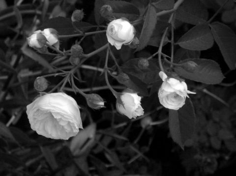 F4 00159 Roses (Fleurs) - Photo - JHE