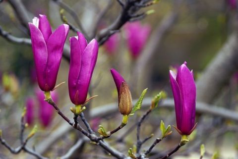 F6 00172 Fleurs (Nature) - Photo - JHE