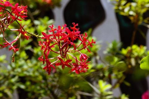 F6 00077 Orchidee Fleurs - Photo - JHE