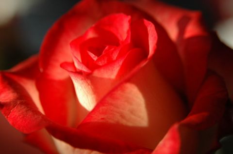 rose - Photo - C-line