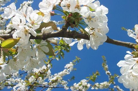 Cerisiers en fleur - Photo - Isabelle Richet