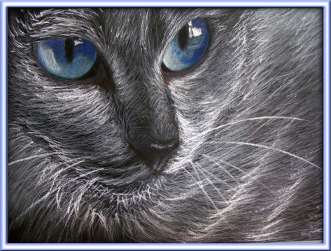 Chat aux yeux bleu - Dessin - Mamar