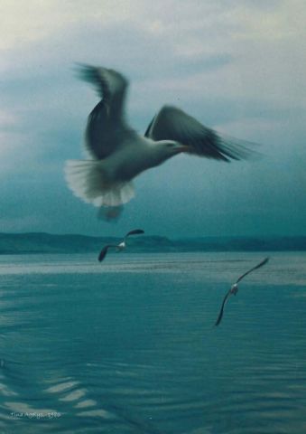 L'Oiseau d'Ecosse - Photo - Tina Agelys