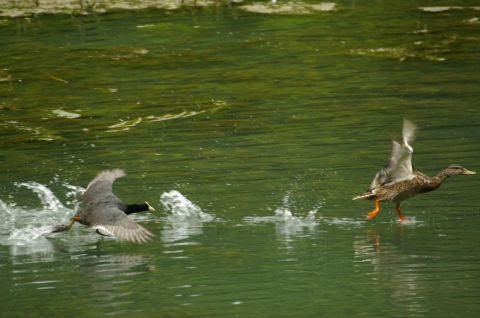 foulque et colvert - Photographie - universpapillons