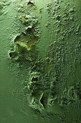 vert - Photo - Elyan Vadel-Costa