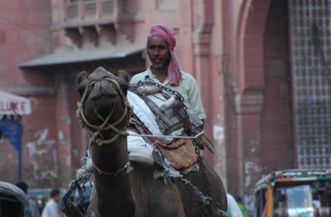 dromadaire � Bikaner - Photo - nichan