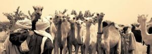 Voir cette oeuvre de chapska: marché aux chameaux
