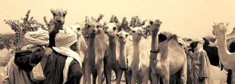 marché aux chameaux - Photo - chapska