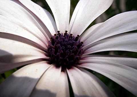 COEUR DE FLEUR - Photo - JYHEL