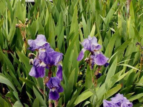 IRIS - Photo - JYHEL