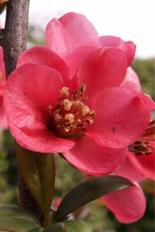 PRINTEMPS - Photo - JYHEL