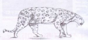 Oeuvre de Chtipat: Leopard en chasse !
